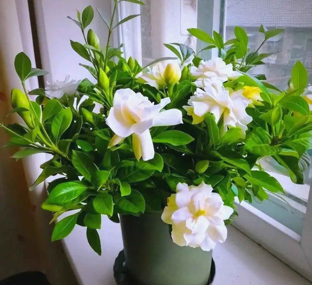 How to Grow and Care for Gardenia