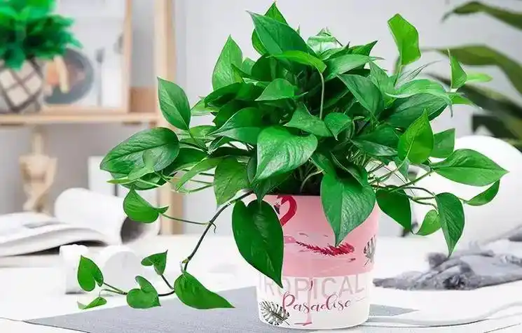 Epipremnum aure