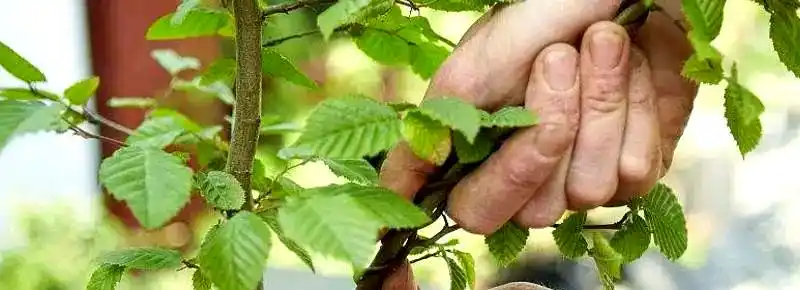 How To Grow and Care For White Birch Tree Bonsai