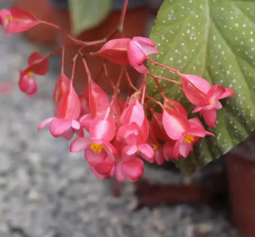 How to Grow and Care for Begonias