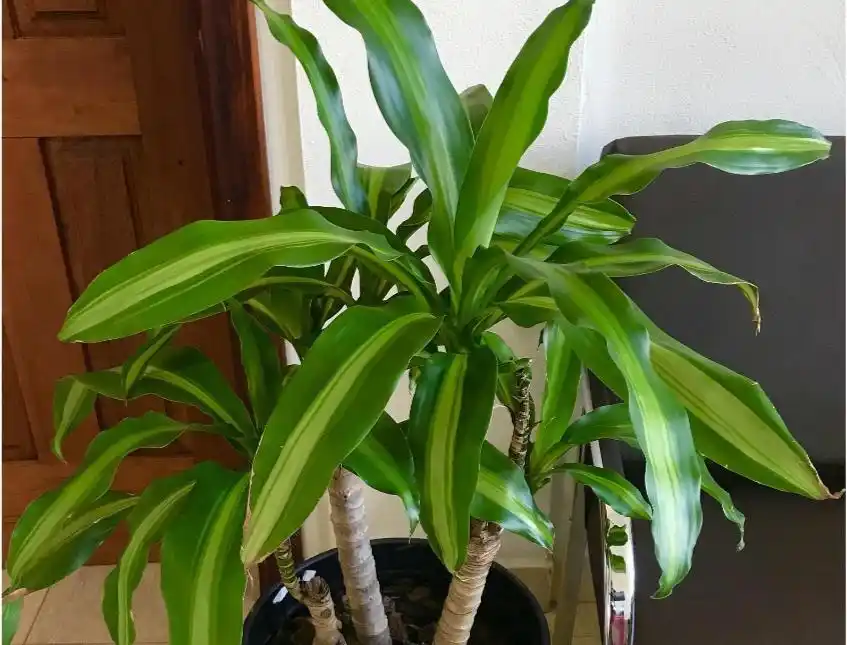 Brazilian wood