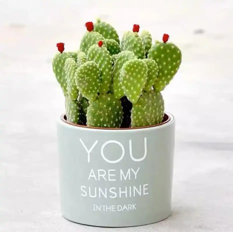 cactus plants