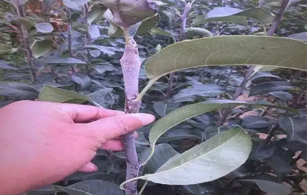 Bonsai Apple Tree