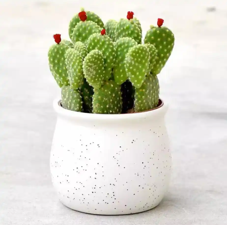 How to Grow and Care for Cactus Plants