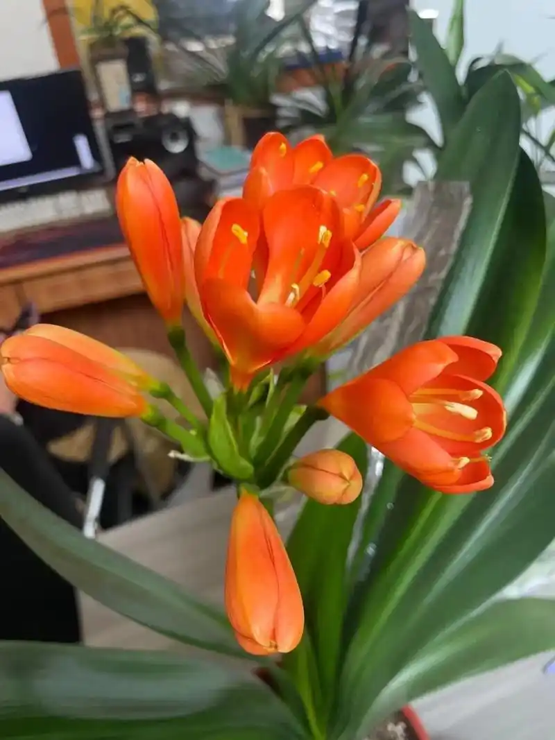 How to Grow and Care Clivia