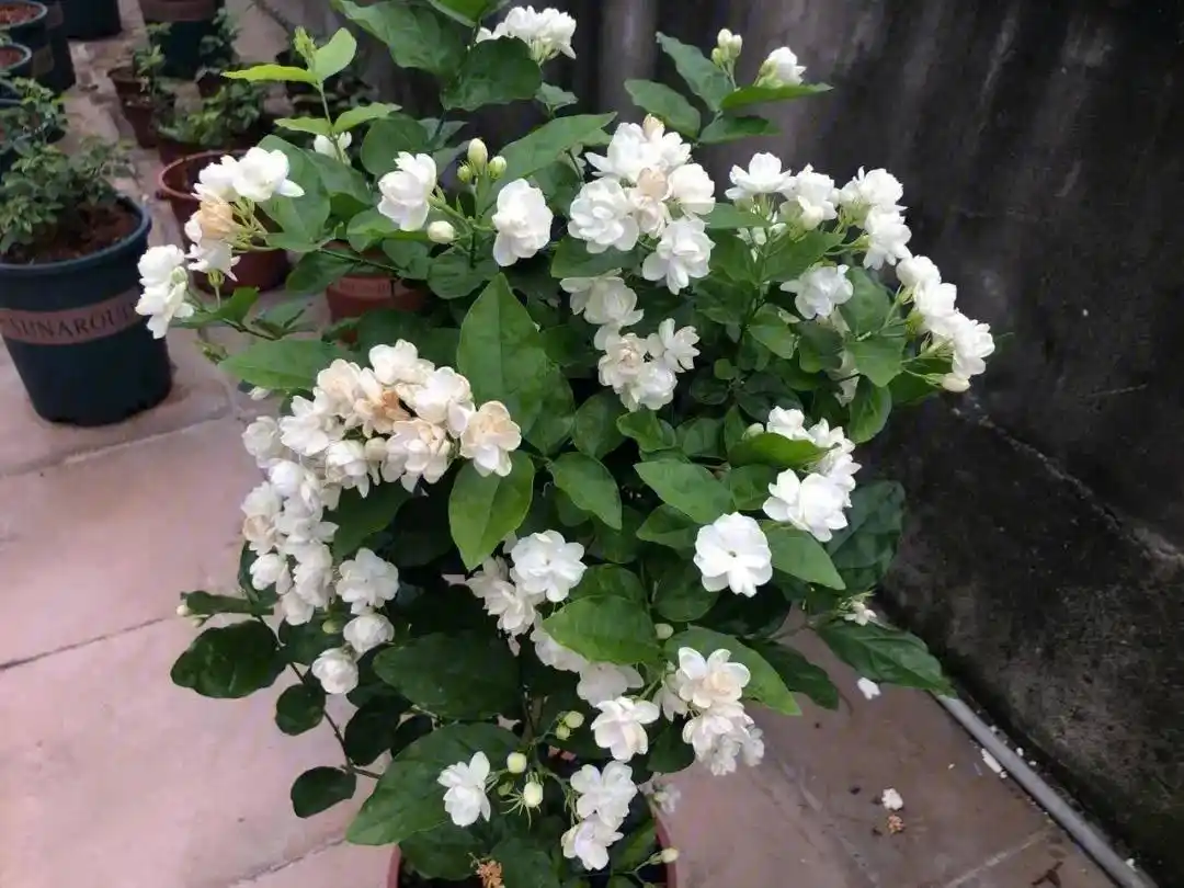 jasmine meaning