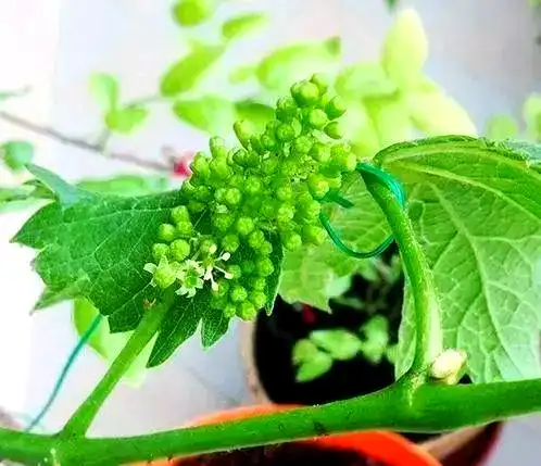 Grape tree