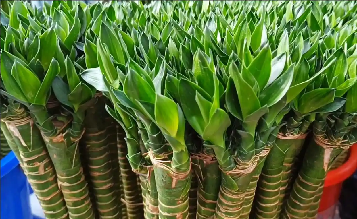 How To Plant and Care  guanyin bamboo plant bonsai