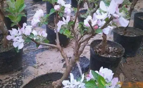 Bonsai Apple Tree