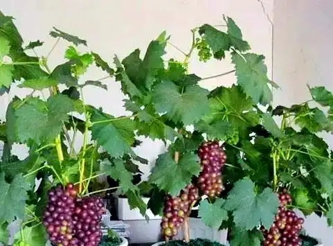 How to Grow and Care for Grape bonsai tree
