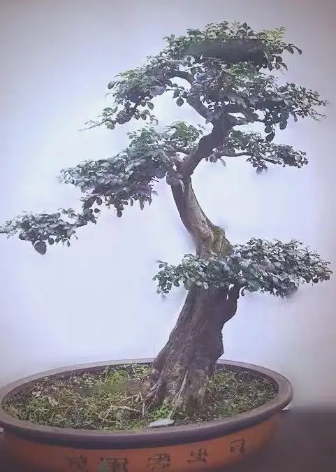 ash tree