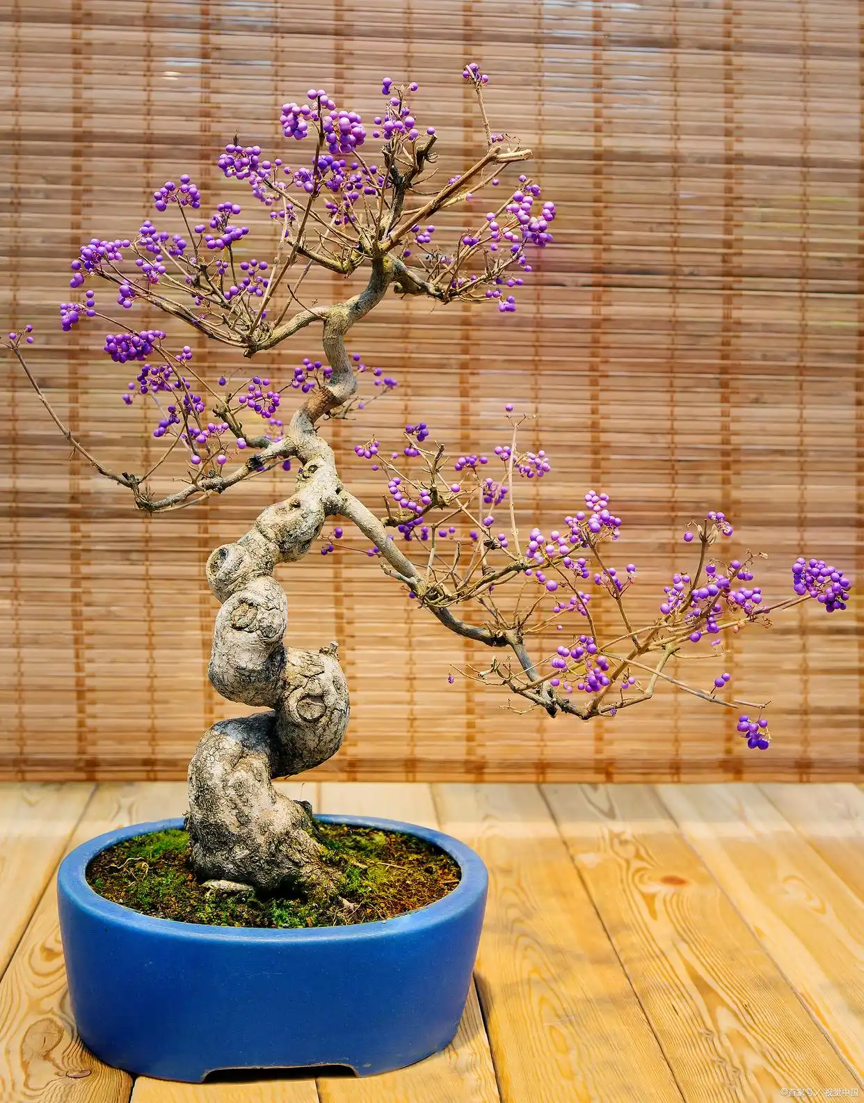 lilac tree
