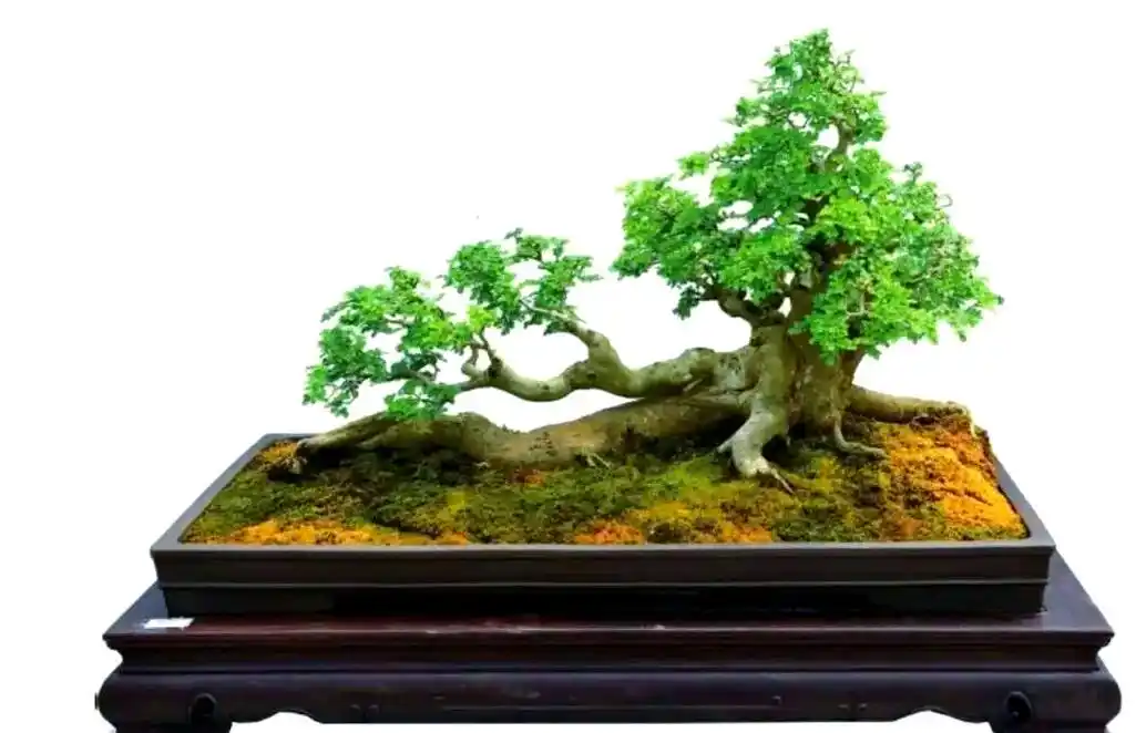 ash tree