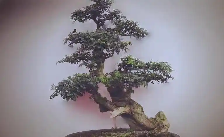 ash tree