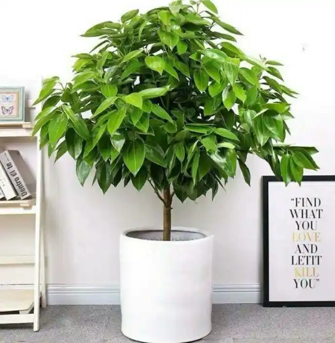 Cinnamon tree indoor care