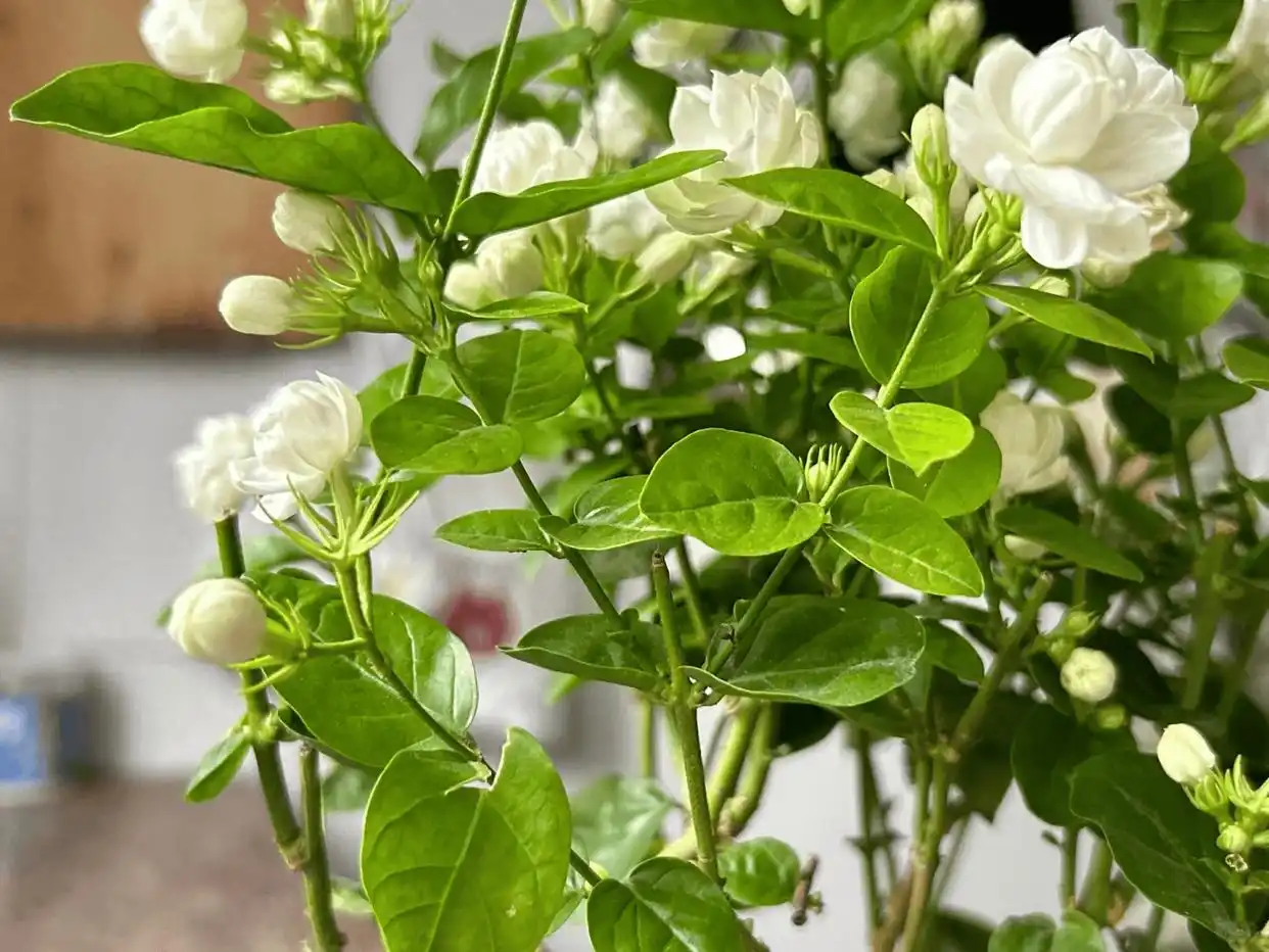 jasmine meaning