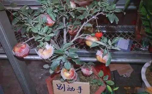Bonsai Apple Tree