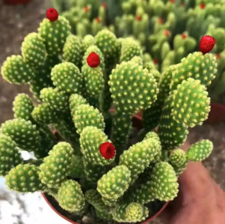 cactus plants