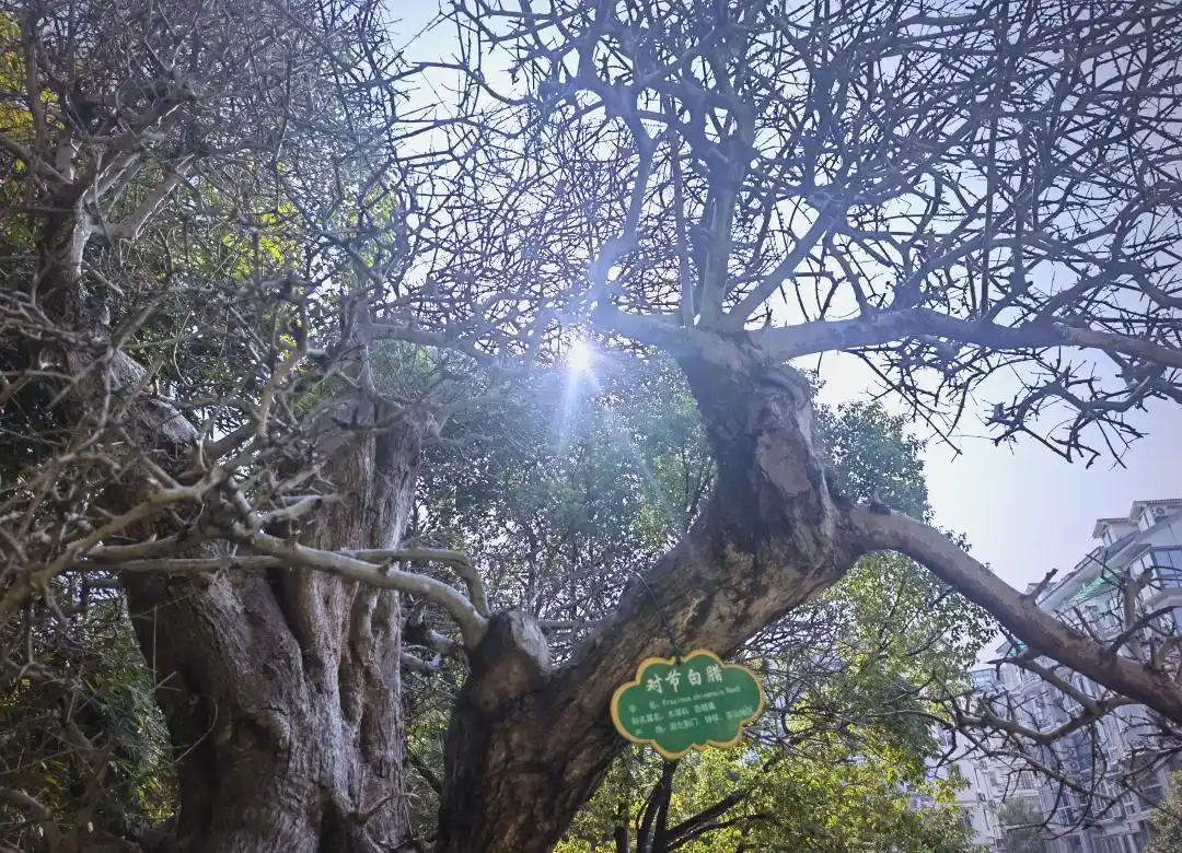 ash tree