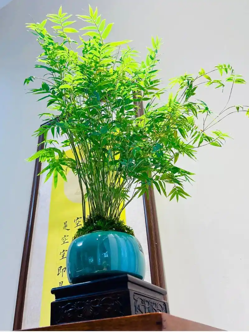 Guanyin bamboo
