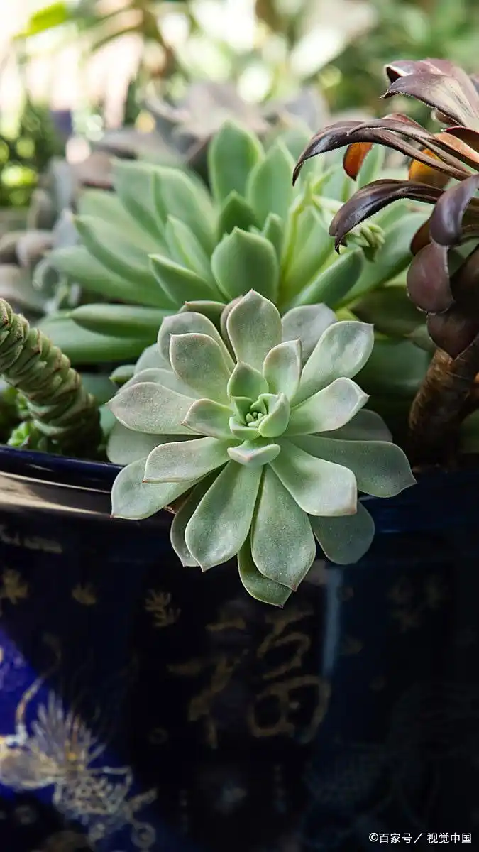 12 Types of Succulent Plants : Identification and Care