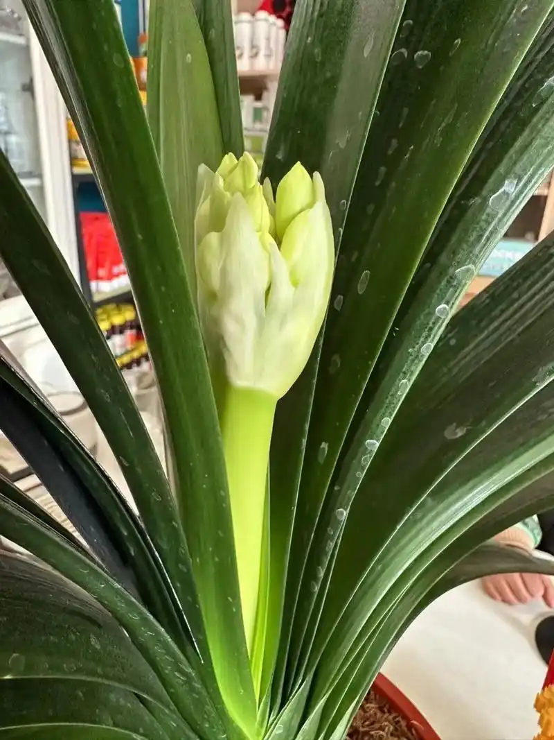 Clivia