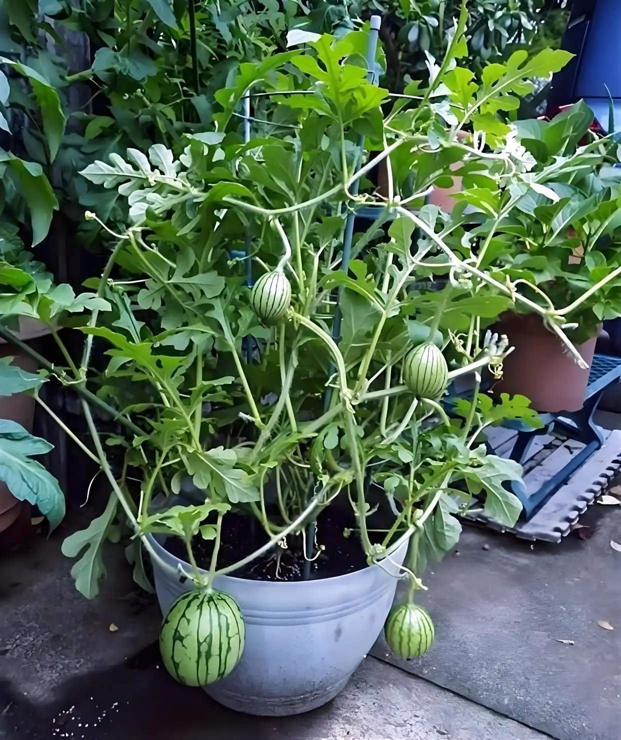 bonsai watermelon