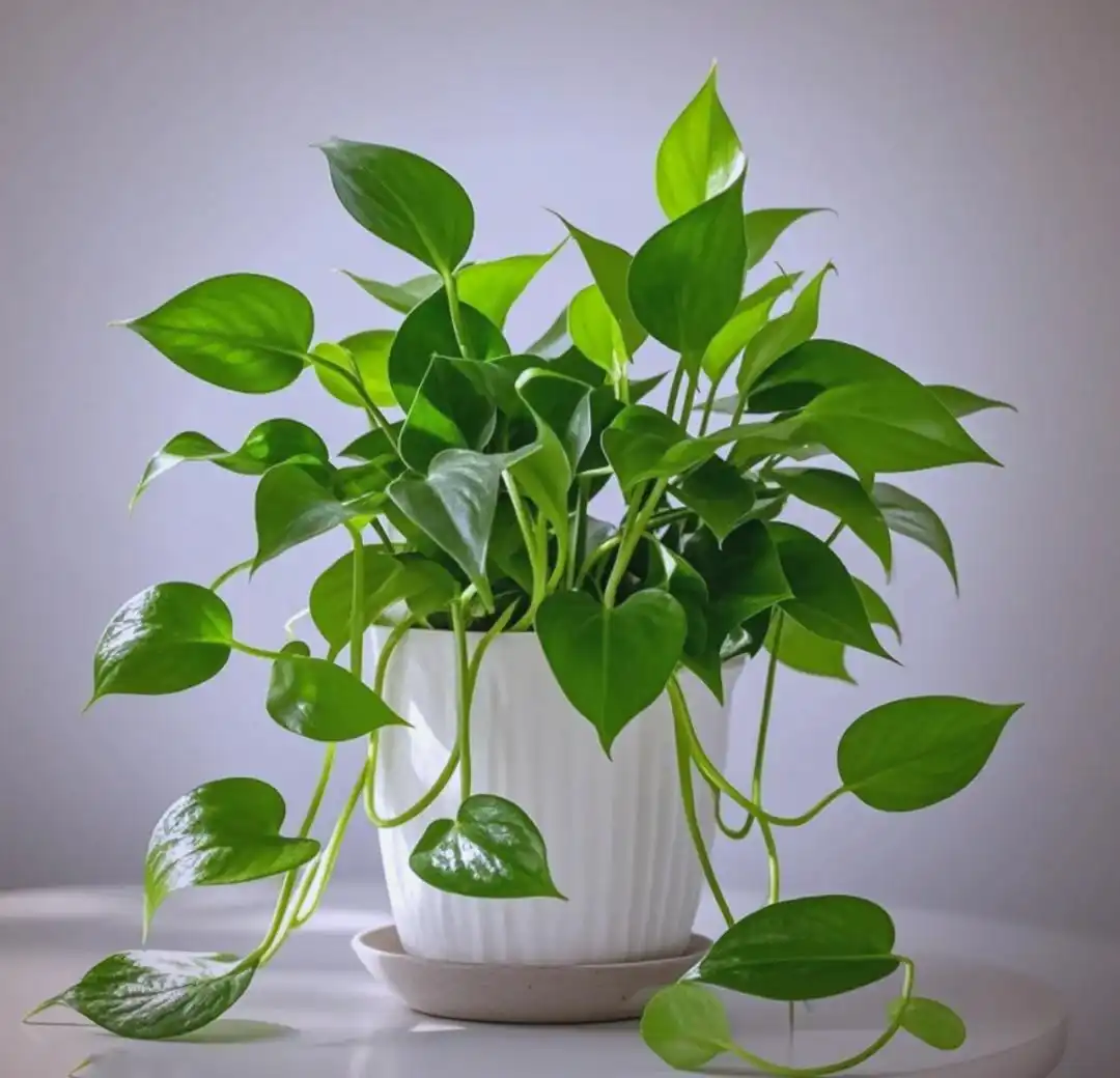 Epipremnum aure