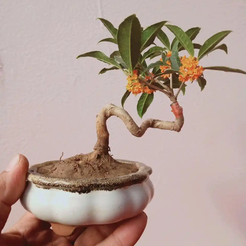 Osmanthus Flower