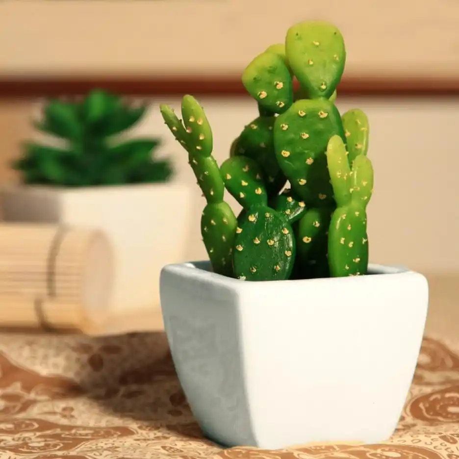 cactus plants