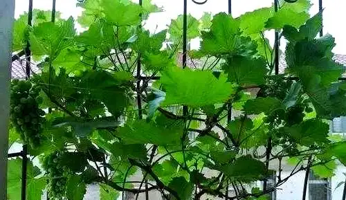 Grape tree