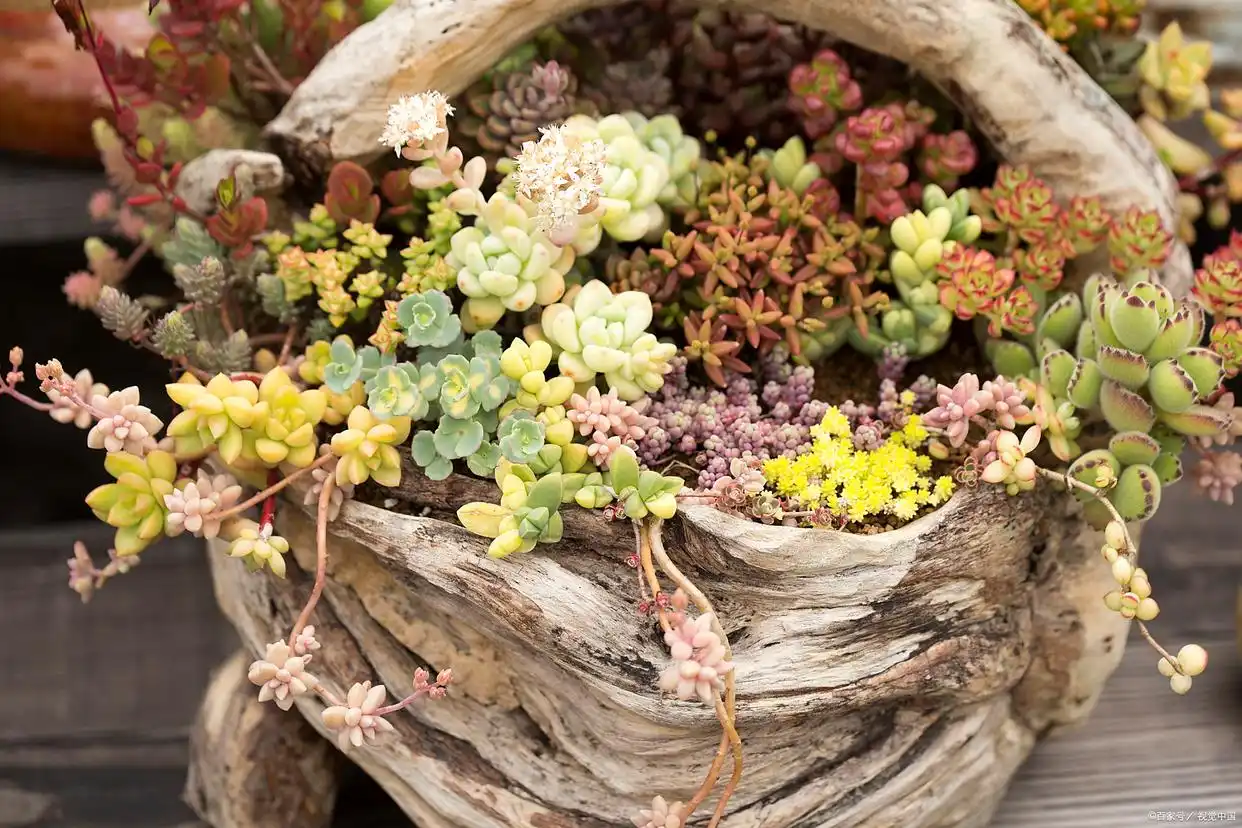 succulent plants