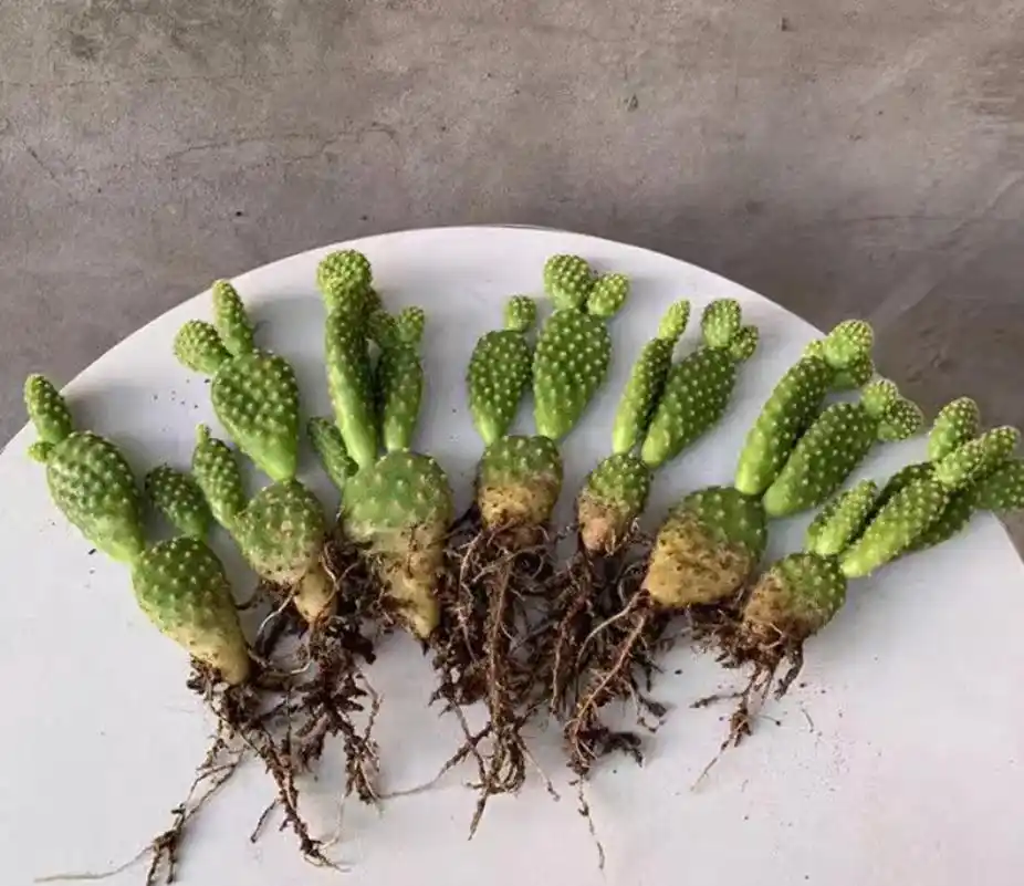 cactus plants