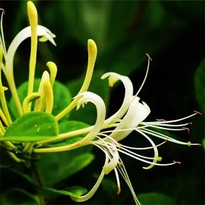 honeysuckle bonsai