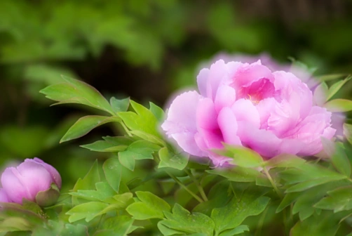 Peony Meaning