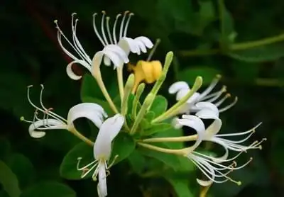 honeysuckle bonsai