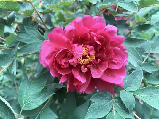 Peony Flower Meaning And Symbolism