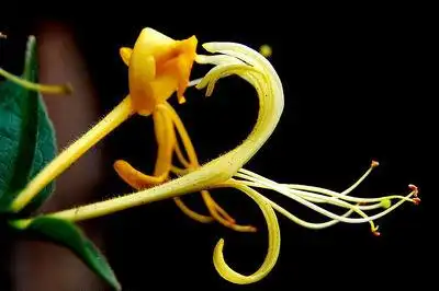 honeysuckle bonsai